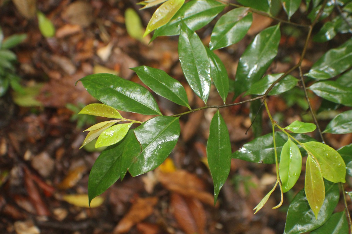 Xylopia patoniae I.M.Turner